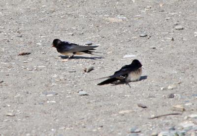 Прикрепленное изображение: IMGP6539.jpg